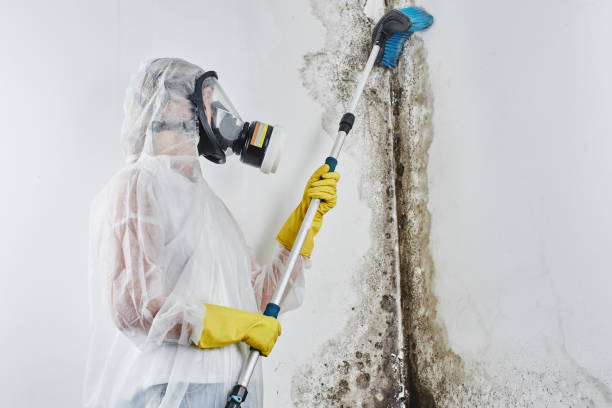 Mold Removal Process in Ashland, PA