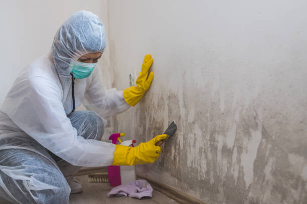 Professional Mold Removal in Ashland, PA
