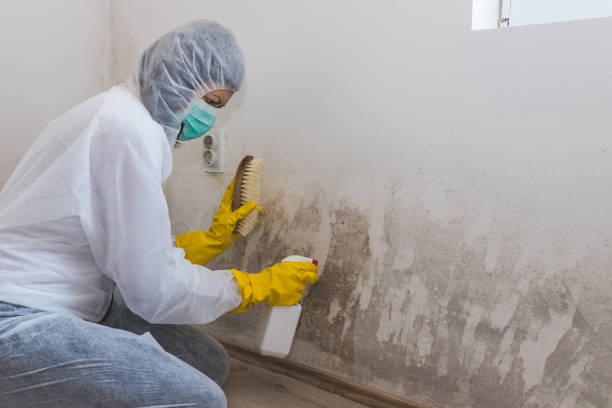 Best Mold Remediation Services  in Ashland, PA