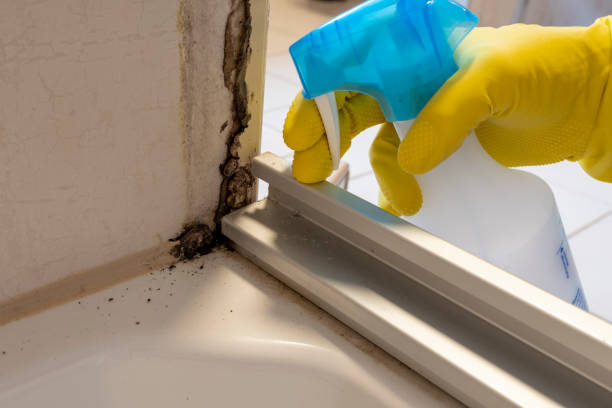 Best Mold Removal Specialists  in Ashland, PA