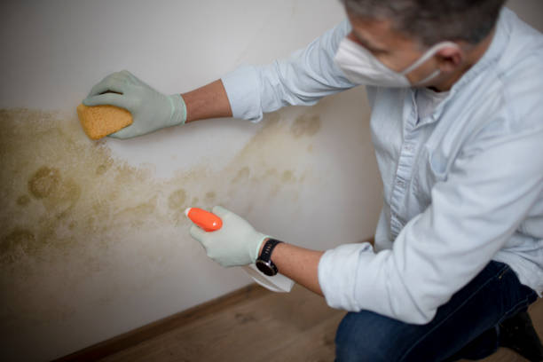Best Professional Mold Removal  in Ashland, PA