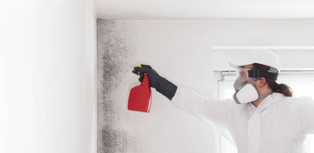 Best Crawl Space Mold Removal  in Ashland, PA