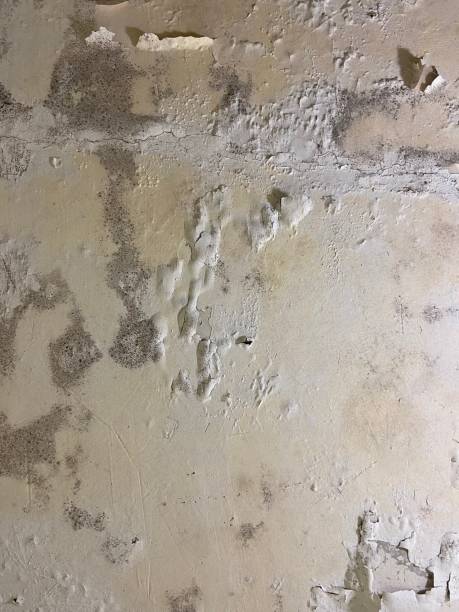 Best Mold Remediation Experts  in Ashland, PA