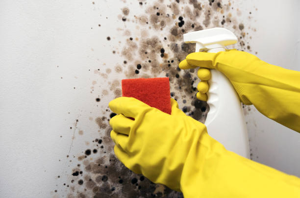Best Residential Mold Removal  in Ashland, PA