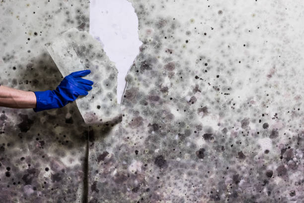 Best Fast Mold Removal  in Ashland, PA